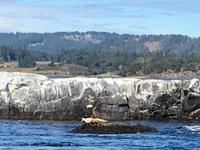 gemuetliche Stellung zum Sonnenbaden fuer einen Seehund