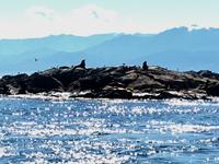 hunderte von Seeloewen