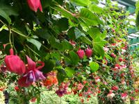 Haengegarten in Butchart Garten