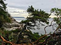 Arbutus in Lighthouse Park