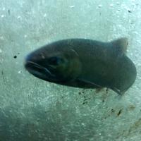 Lachse in der Fischaufzucht