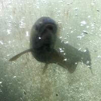 Lachse in der Fischaufzucht