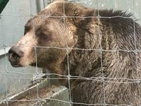 Grinder das Waisenkind