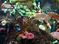 Aquarium im Flughafen 