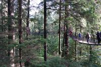Capilano Suspension Bridge