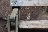 Streifenhörnchen im Johnston Canyon