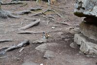 Streifenhörnchen im Johnston Canyon