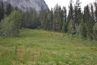 Yoho-Nationalpark - Am Emerald Lake - Hier versteckt sich ein Bär