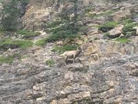 Jasper-Nationalpark - Dickhornschaf