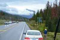 Jasper-Nationalpark - Wapitis am Straßenrand