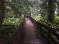 Regenwanderung im Ancient Forest bzw. Chun T’oh Whudujut Provincial Park