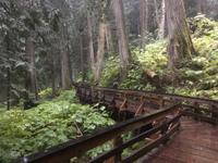 Regenwanderung im Ancient Forest bzw. Chun T’oh Whudujut Provincial Park