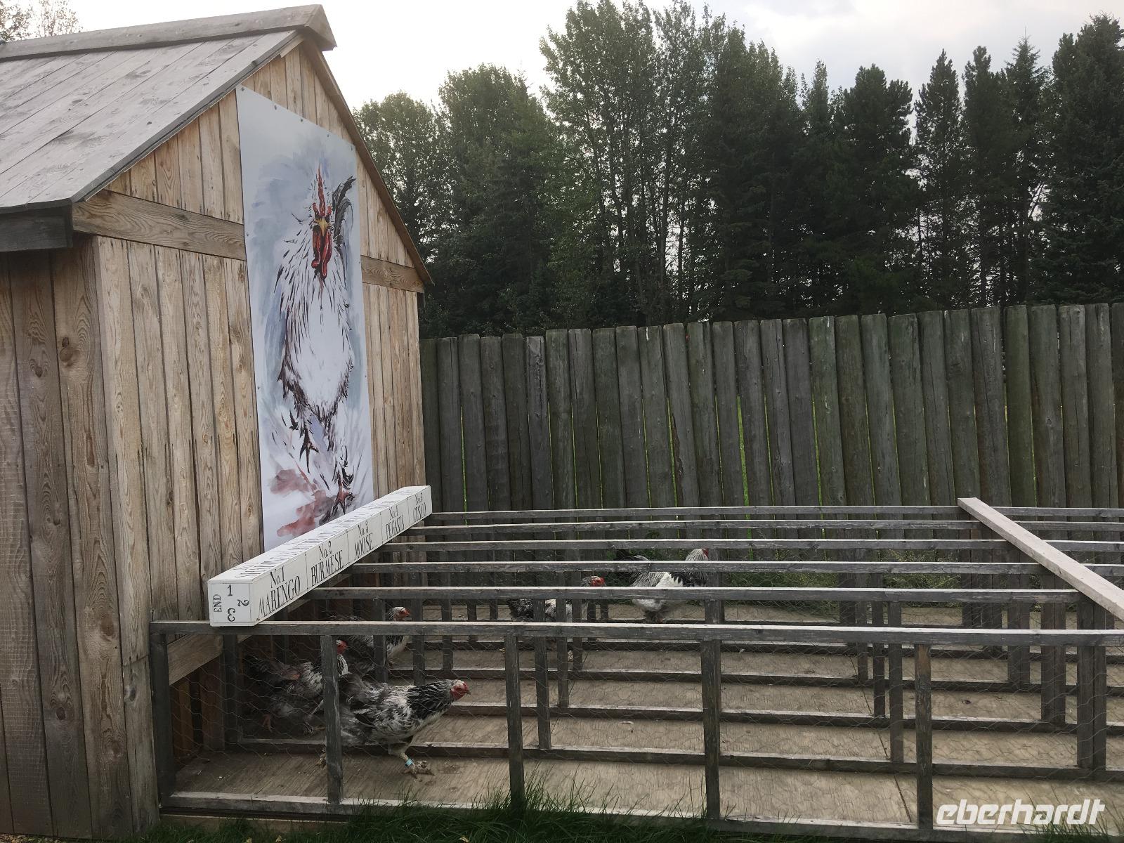 Fort St. James - Hühnerrennen