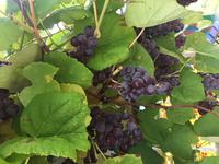 Traverse City und seine Weine