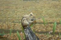 Algonquin-Besucherzentrum