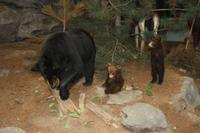 Algonquin-Besucherzentrum