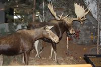 Algonquin-Besucherzentrum