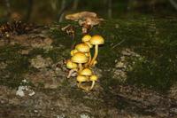 Algonquin-Nationalpark