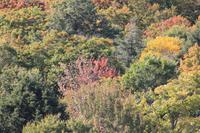 Algonquin-Nationalpark