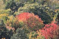 Algonquin-Nationalpark