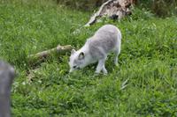 Omega-Wildlifepark  - Polarfuchs