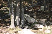 Omega-Wildlifepark  - Rocky Mountain Ziege