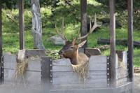 Omega-Wildlifepark  - Rotwild