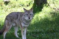 Omega-Wildlifepark - Kojote