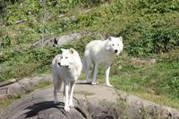 Omega-Wildlifepark  Polarwolf