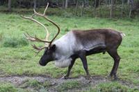 Omega-Wildlifepark - Rentier