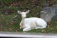 Omega-Wildlifepark - Rotwild, seltenes weißes Exemplar