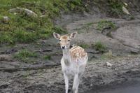 Omega-Wildlifepark - Rotwild