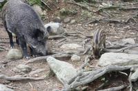 Omega-Wildlifepark - Sau mit Frischling