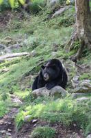 Omega-Wildlifepark - Schwarzbär