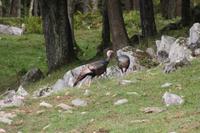 Omega-Wildlifepark - wilde Truthähne