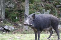 Omega-Wildlifepark - Wildschwein