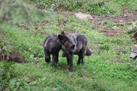 Omega-Wildlifepark - Wolfsjunge