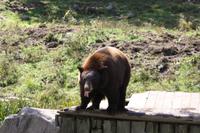Omega-Wildlifepark - Zimtbär
