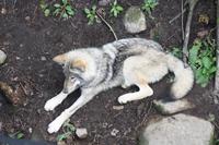 Omega-Wildlifepark Wolf