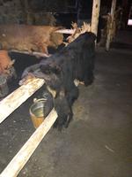 Sainte-Marie among the Hurons 