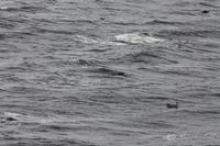 Walbeobachtungsfahrt - Seelöwen