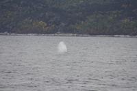 Walbeobachtungsfahrt 