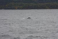 Walbeobachtungsfahrt