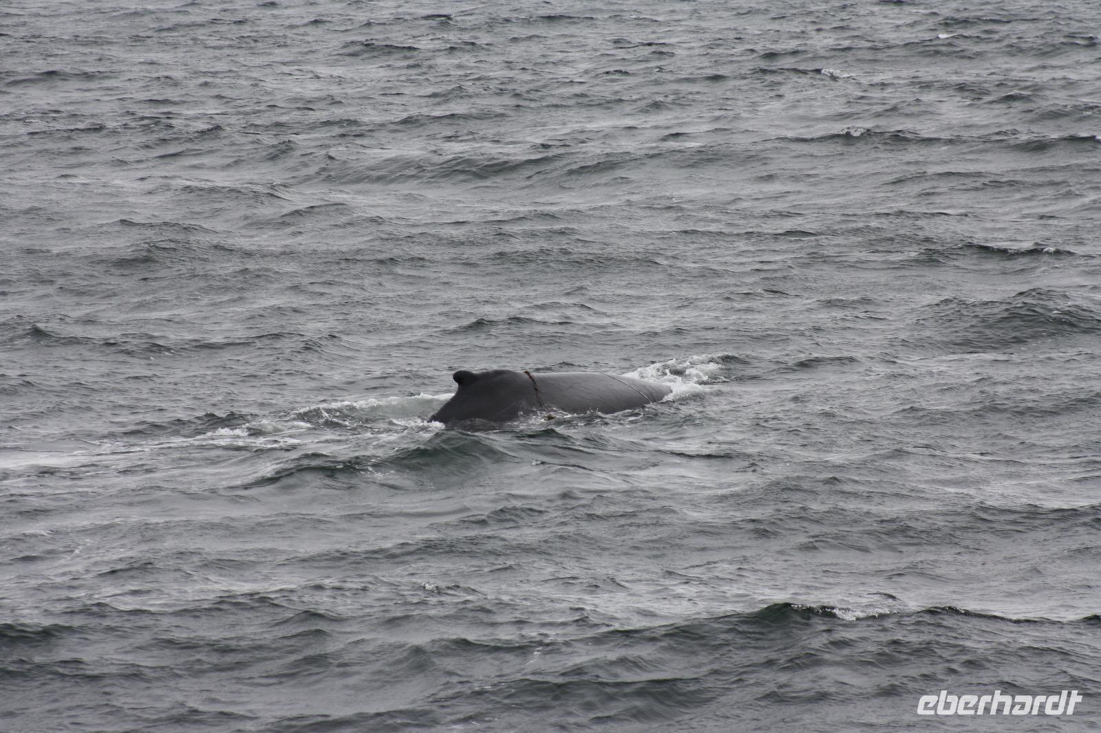 Walbeobachtungsfahrt 