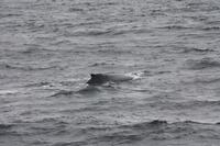 Walbeobachtungsfahrt 