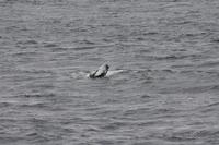 Walbeobachtungsfahrt 