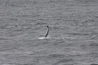 Walbeobachtungsfahrt 