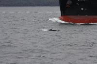 Walbeobachtungsfahrt