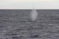 Walbeobachtungsfahrt 