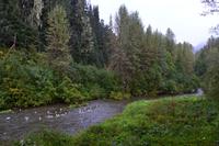 Erste Bärenbeobachtung am Fish Creek